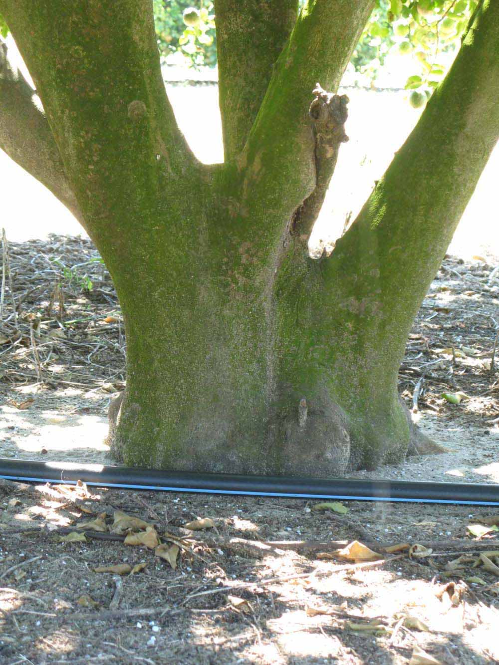            Bark (Winter Haven, FL)   